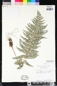 Polystichum fournieri image