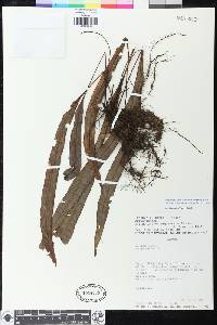 Elaphoglossum ciliatum image