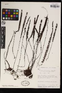 Lindsaea stricta image