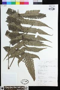 Steiropteris glandulosa image