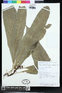 Campyloneurum repens image