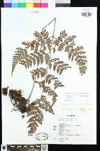 Olfersia ochropteroides image