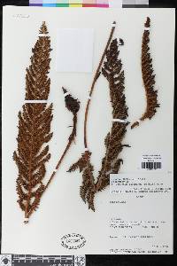 Polystichum talamancanum image