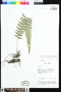 Phegopteris decursive-pinnata image