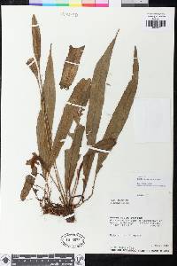 Elaphoglossum acrocarpum image