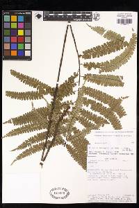 Adiantum fructuosum image