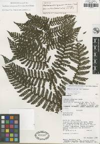Image of Megalastrum rhachisquamatum