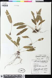 Elaphoglossum pringlei image