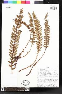 Polystichum orbiculatum image