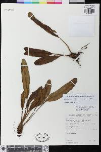 Elaphoglossum bellermannianum image