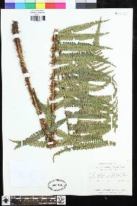 Dryopteris wallichiana image