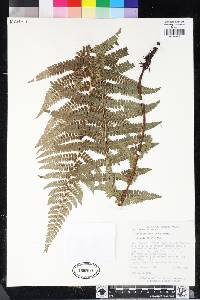 Polystichum distans image