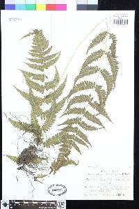 Metathelypteris laxa image