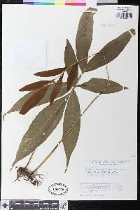 Mickelia nicotianifolia image