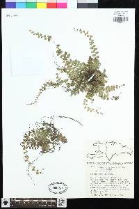 Goniopteris radicans image