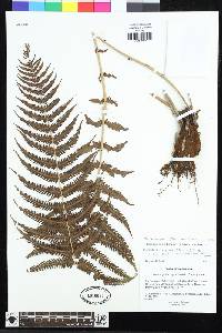 Amauropelta bergiana image