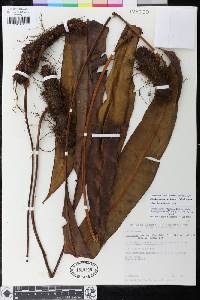 Elaphoglossum andicola image