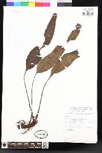 Elaphoglossum papillosum image