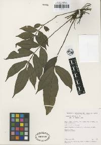 Image of Danaea arbuscula