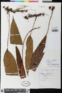 Elaphoglossum buchtienii image