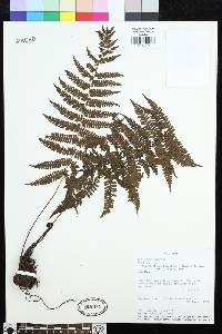 Coryphopteris hirsutipes image