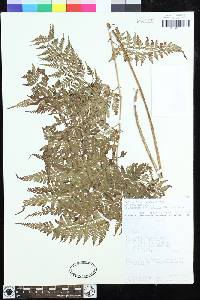 Dryopteris patula image