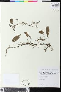 Elaphoglossum heteromorphum image