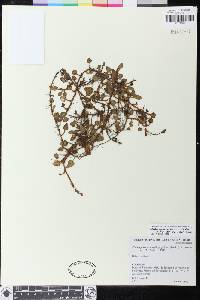 Elaphoglossum andreanum image