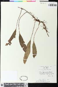 Elaphoglossum seminudum image