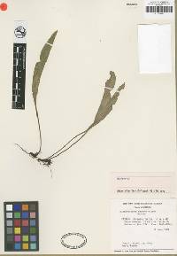 Elaphoglossum parduei image