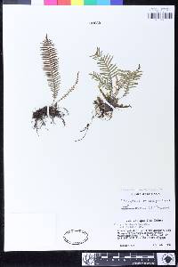 Prosaptia rhodocarpa image
