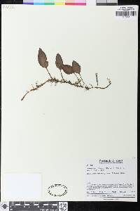 Elaphoglossum lloense image