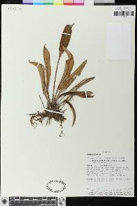 Elaphoglossum notatum image