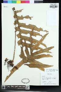 Aglaomorpha propinqua image