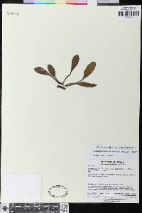 Elaphoglossum bellermannianum image