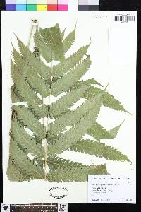 Steiropteris glandulosa image