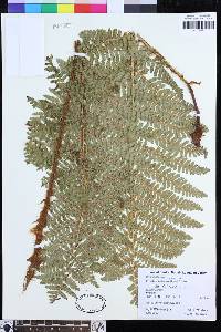 Dryopteris barbigera image