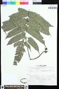 Steiropteris glandulosa image