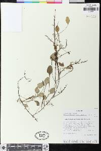 Elaphoglossum cardiophyllum image