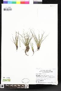 Isoetes occidentalis image