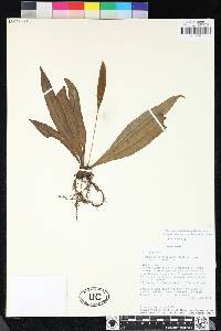 Elaphoglossum latifolium image