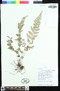 Dryopteris patula image