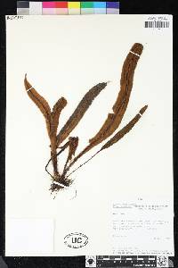 Elaphoglossum rimbachii image