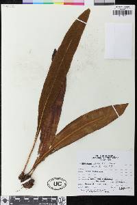 Elaphoglossum luridum image