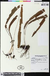 Image of Elaphoglossum choquetangae