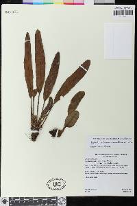 Elaphoglossum bellermannianum image