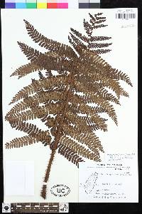 Dryopteris apiciflora image