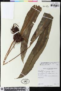 Elaphoglossum barbatum image