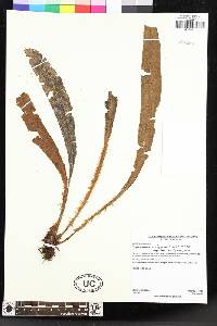 Elaphoglossum orbignyanum image