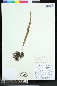 Lepisorus jakonensis image